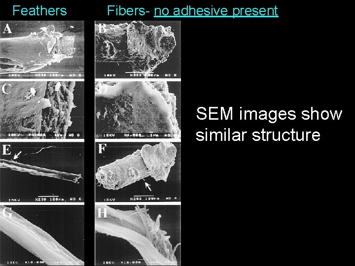 Feathers Fibers- no adhesive present SEM images show similar structure 