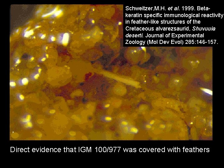 Schweitzer, M. H. et al. 1999. Betakeratin specific immunological reactivity in feather-like structures of