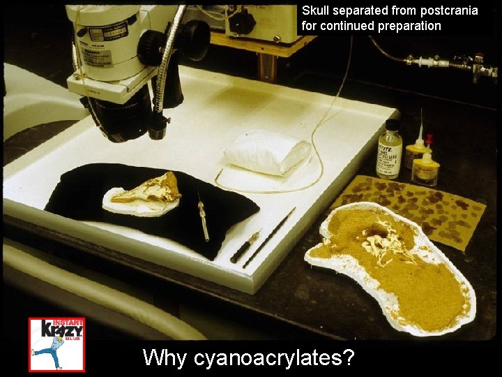 Skull separated from postcrania for continued preparation Why cyanoacrylates? 