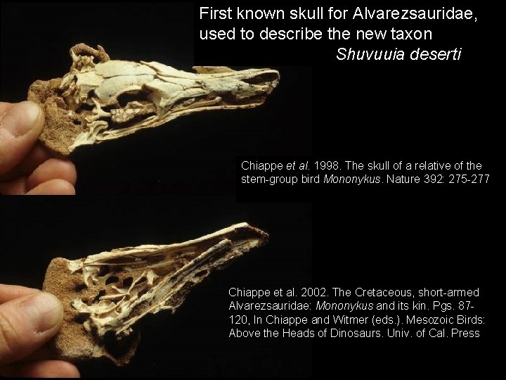 First known skull for Alvarezsauridae, used to describe the new taxon Shuvuuia deserti Chiappe