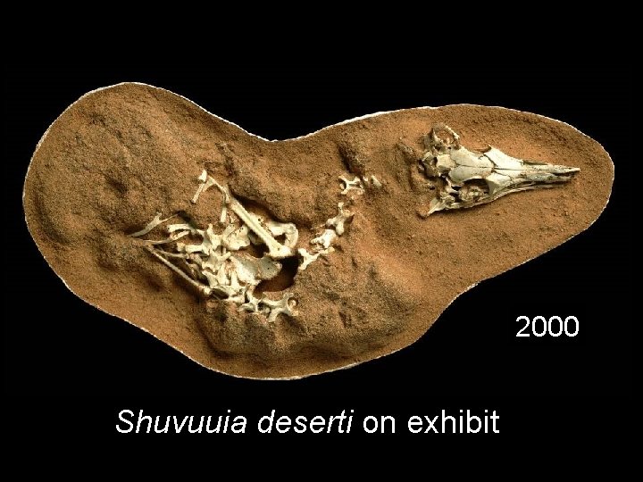 2000 Shuvuuia deserti on exhibit 