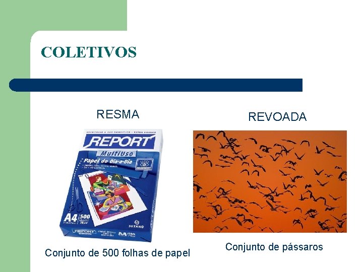 COLETIVOS RESMA Conjunto de 500 folhas de papel REVOADA Conjunto de pássaros 