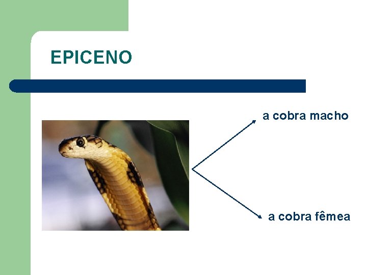 EPICENO a cobra macho a cobra fêmea 