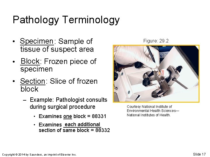 Pathology Terminology • Specimen ____: Sample of tissue of suspect area Figure: 29. 2