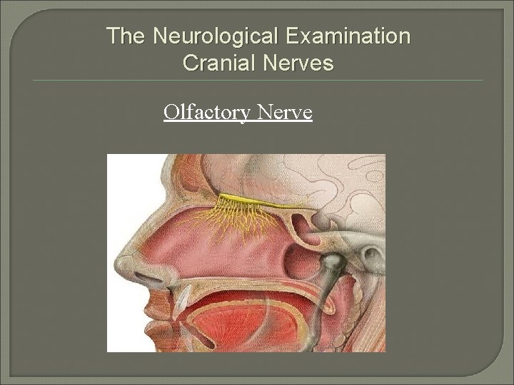 The Neurological Examination Cranial Nerves Olfactory Nerve 