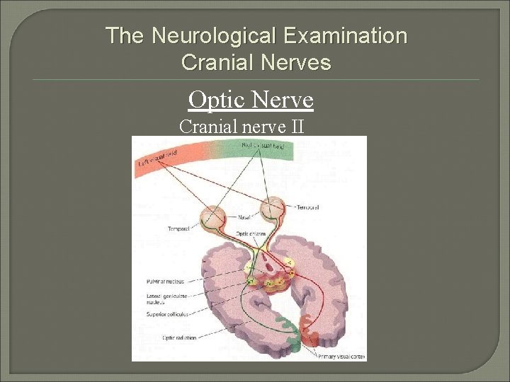 The Neurological Examination Cranial Nerves Optic Nerve Cranial nerve II 