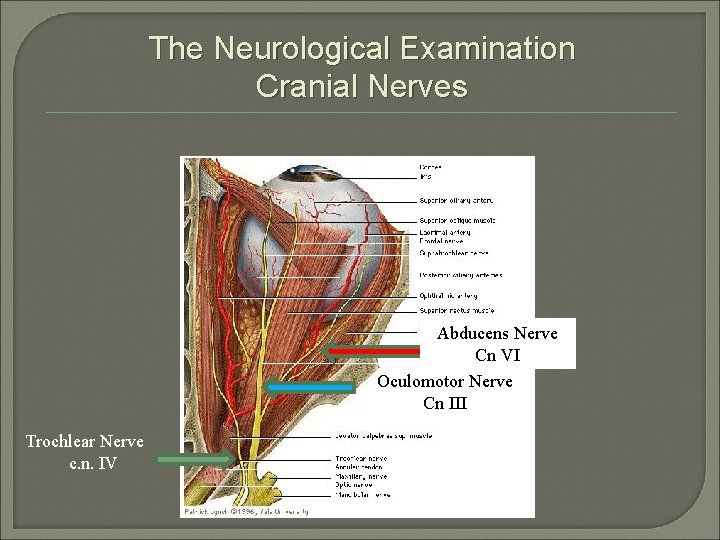 The Neurological Examination Cranial Nerves Abducens Nerve Cn VI Oculomotor Nerve Cn III Trochlear