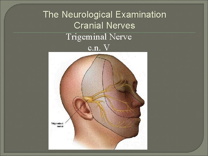 The Neurological Examination Cranial Nerves Trigeminal Nerve c. n. V 
