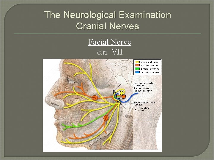 The Neurological Examination Cranial Nerves Facial Nerve c. n. VII 