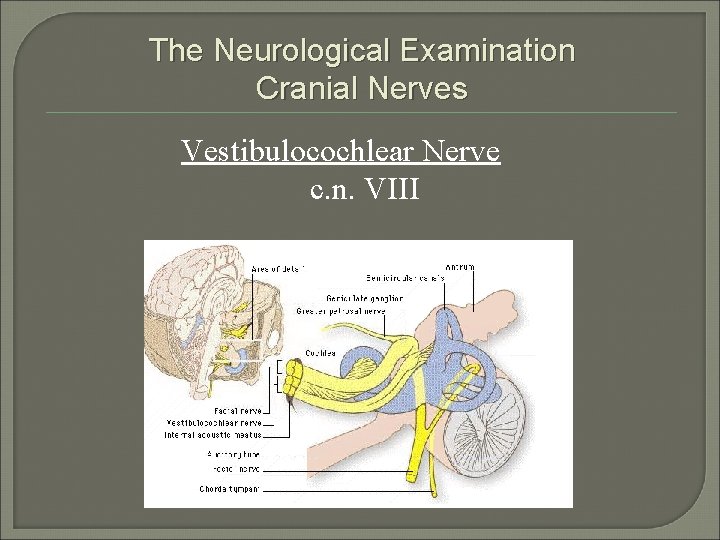 The Neurological Examination Cranial Nerves Vestibulocochlear Nerve c. n. VIII 