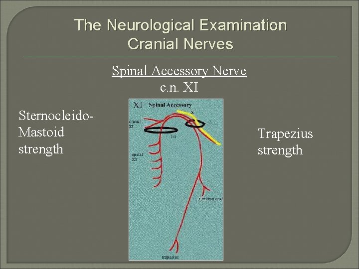 The Neurological Examination Cranial Nerves Spinal Accessory Nerve c. n. XI Sternocleido. Mastoid strength