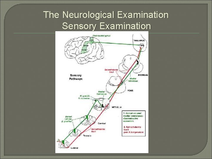 The Neurological Examination Sensory Examination 
