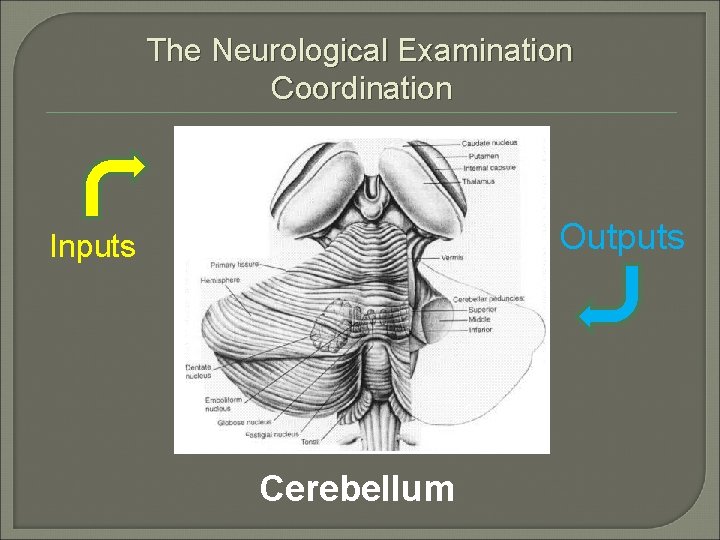 The Neurological Examination Coordination Outputs Inputs Cerebellum 