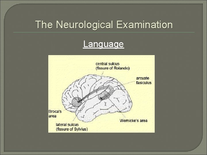 The Neurological Examination Language 