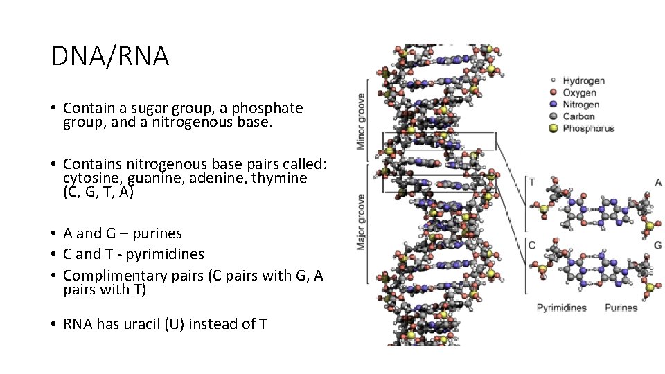 DNA/RNA • Contain a sugar group, a phosphate group, and a nitrogenous base. •
