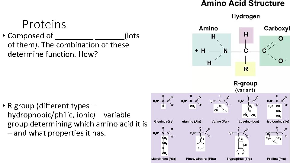 Proteins • Composed of _______(lots of them). The combination of these determine function. How?