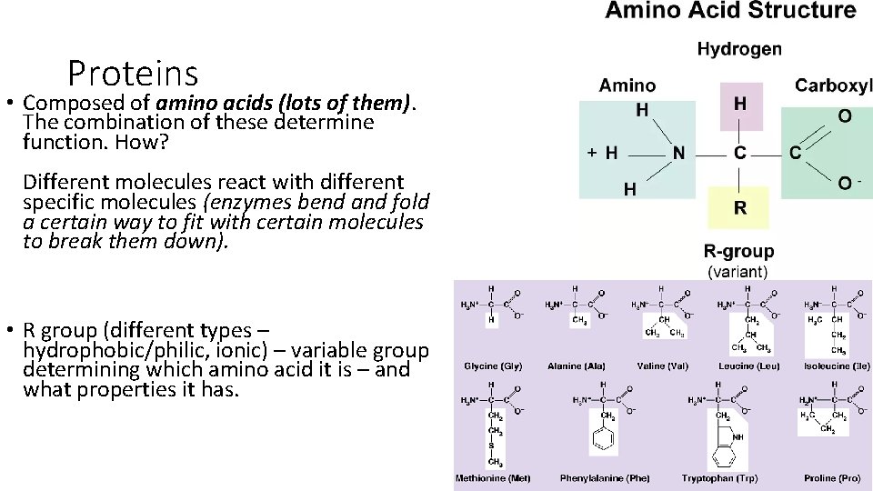 Proteins • Composed of amino acids (lots of them). The combination of these determine