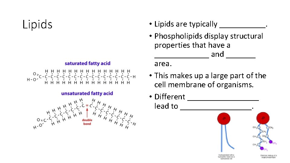 Lipids • Lipids are typically ______. • Phospholipids display structural properties that have a