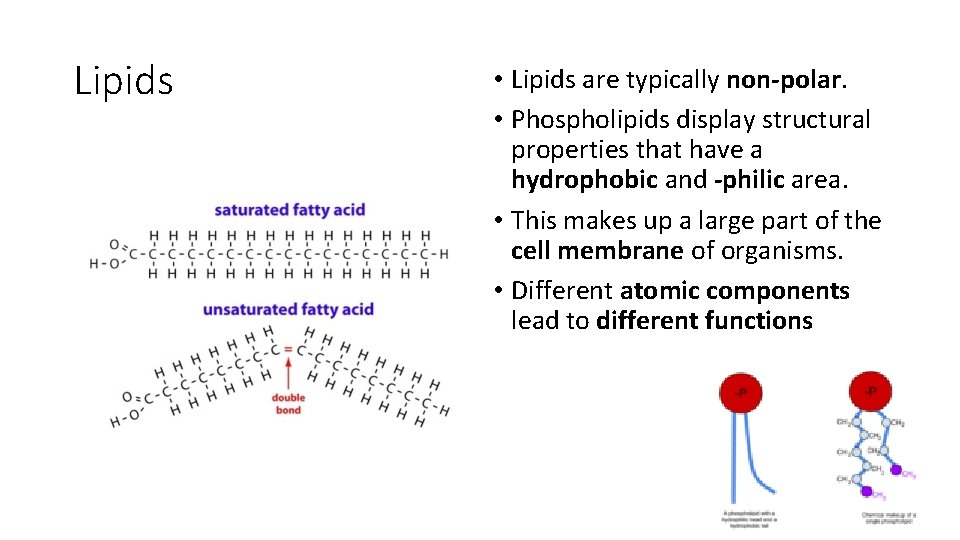 Lipids • Lipids are typically non-polar. • Phospholipids display structural properties that have a