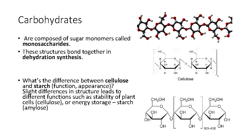 Carbohydrates • Are composed of sugar monomers called monosaccharides. • These structures bond together