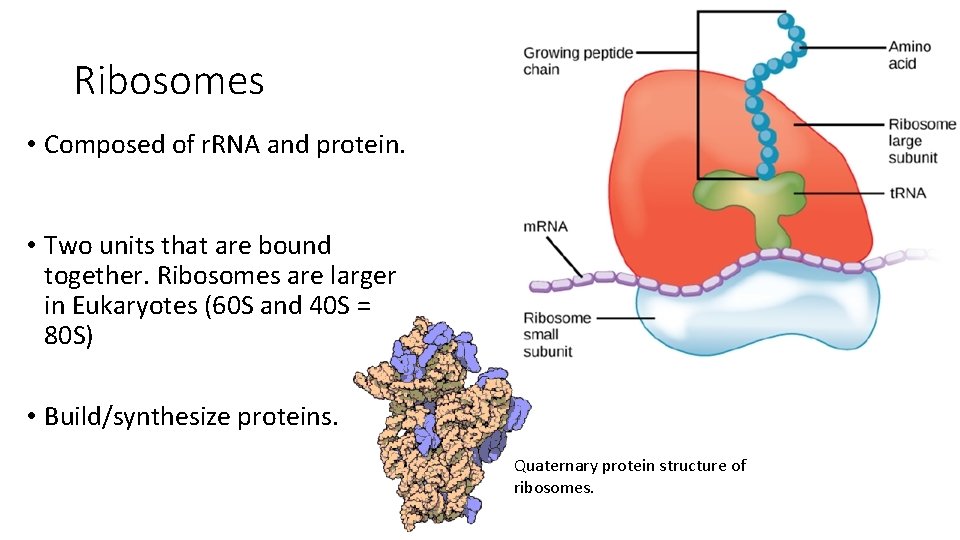 Ribosomes • Composed of r. RNA and protein. • Two units that are bound