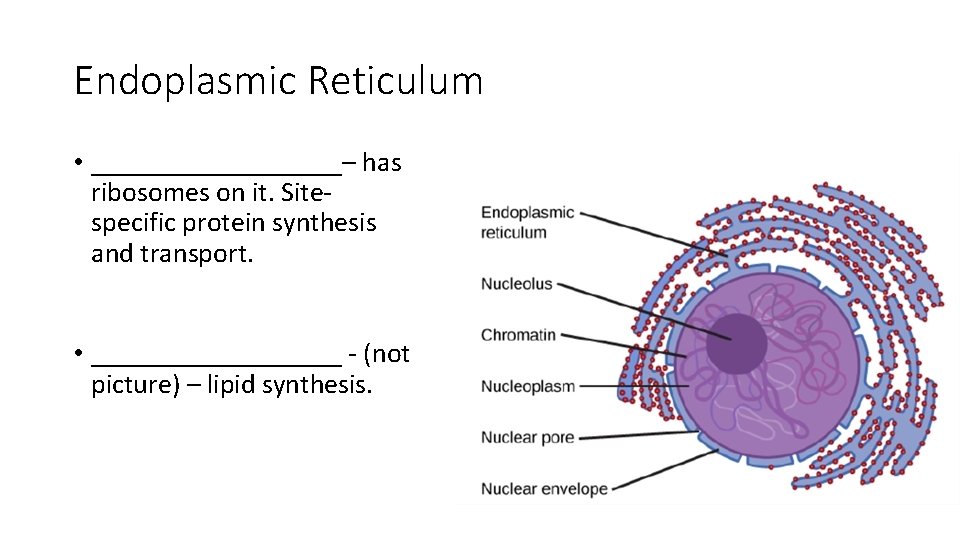 Endoplasmic Reticulum • _________– has ribosomes on it. Sitespecific protein synthesis and transport. •