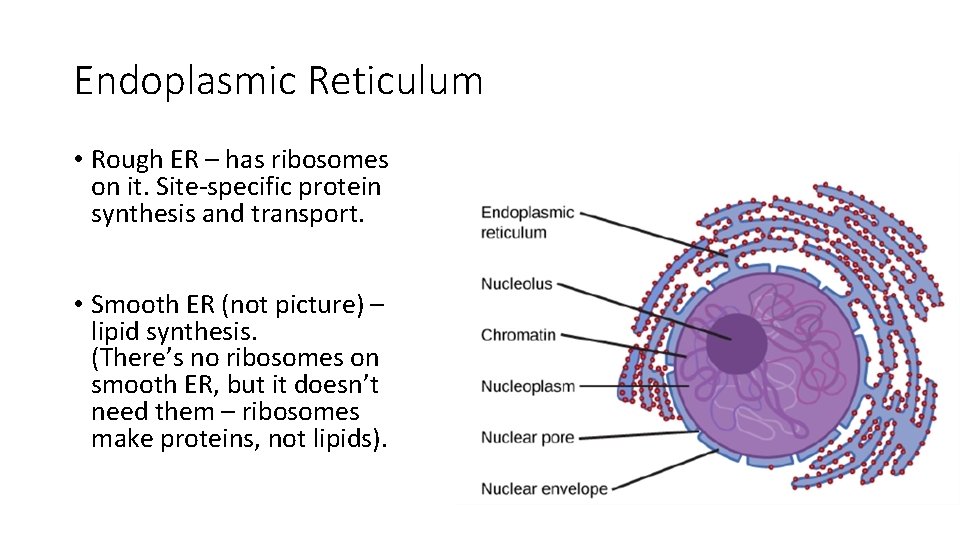 Endoplasmic Reticulum • Rough ER – has ribosomes on it. Site-specific protein synthesis and