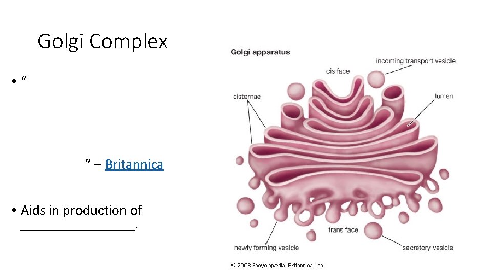 Golgi Complex • “ ” – Britannica • Aids in production of ________. 