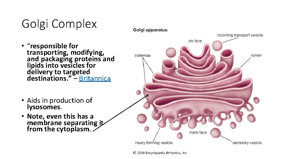 Golgi Complex • “responsible for transporting, modifying, and packaging proteins and lipids into vesicles