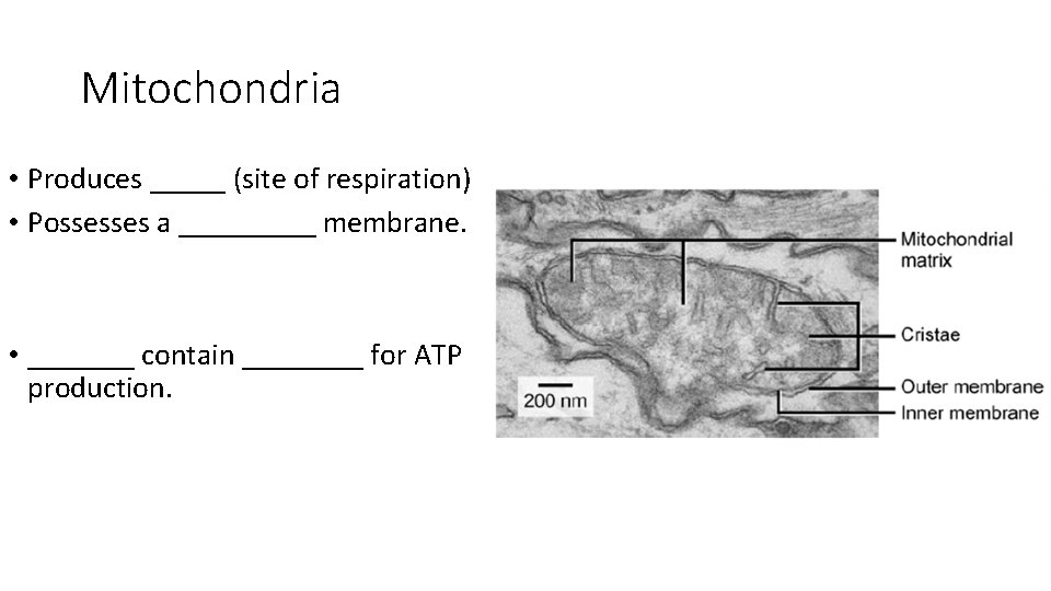 Mitochondria • Produces _____ (site of respiration) • Possesses a _____ membrane. • _______