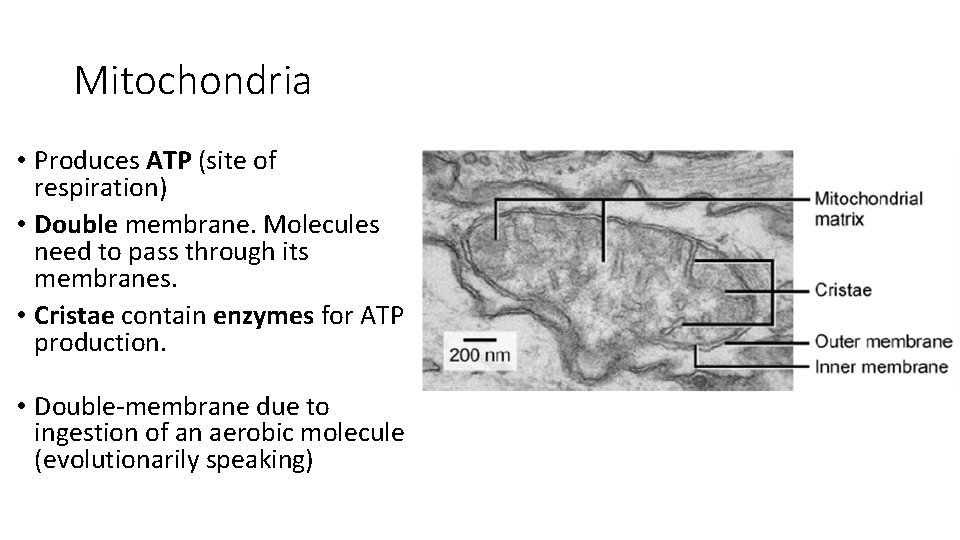 Mitochondria • Produces ATP (site of respiration) • Double membrane. Molecules need to pass