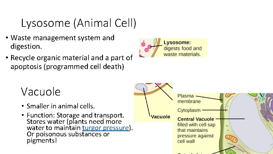 Lysosome (Animal Cell) • Waste management system and digestion. • Recycle organic material and