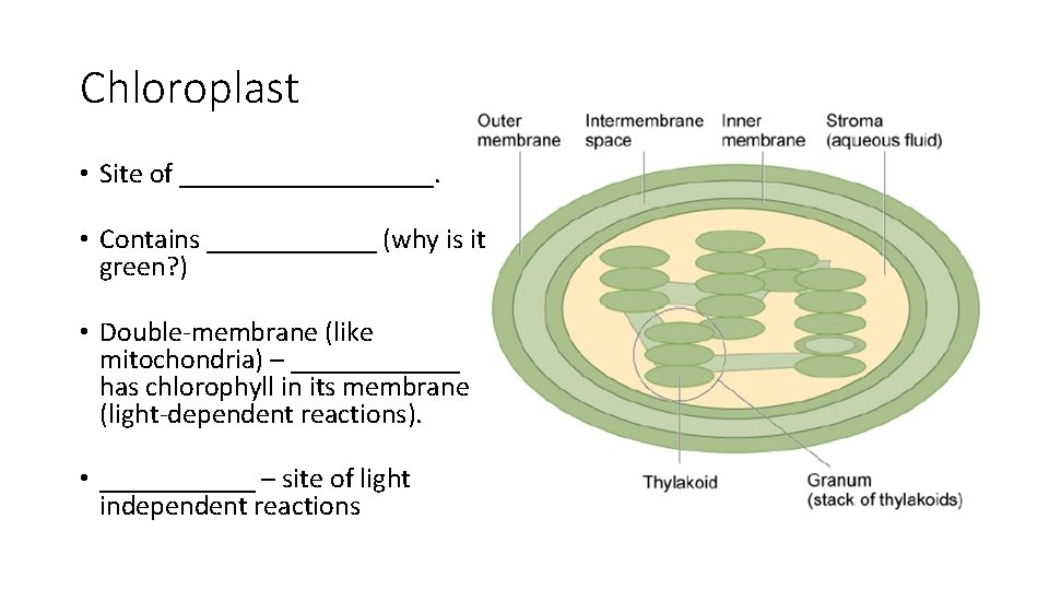 Chloroplast • Site of _________. • Contains ______ (why is it green? ) •