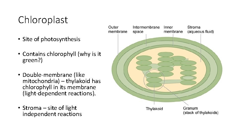 Chloroplast • Site of photosynthesis • Contains chlorophyll (why is it green? ) •