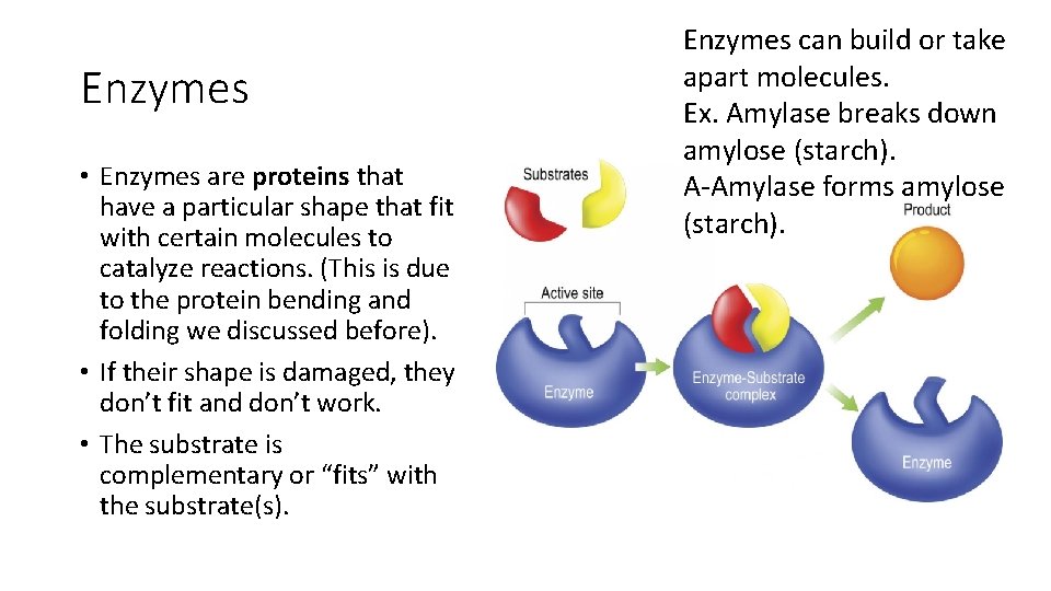 Enzymes • Enzymes are proteins that have a particular shape that fit with certain