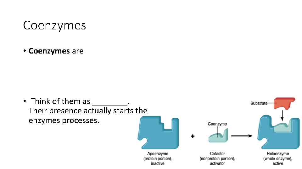 Coenzymes • Coenzymes are • Think of them as ____. Their presence actually starts