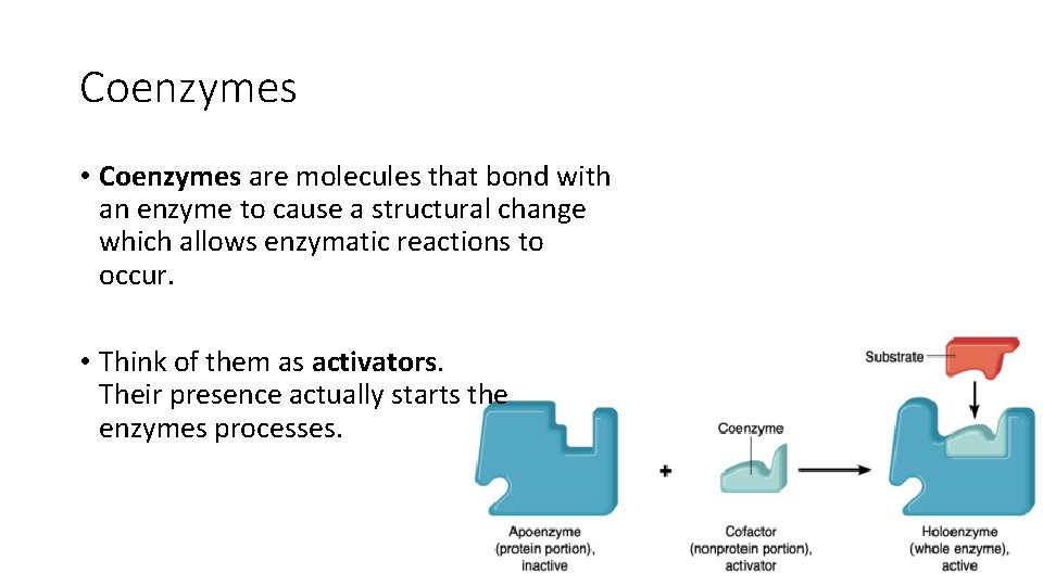 Coenzymes • Coenzymes are molecules that bond with an enzyme to cause a structural