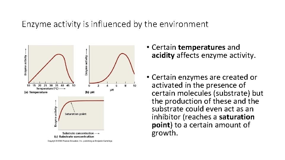 Enzyme activity is influenced by the environment • Certain temperatures and acidity affects enzyme