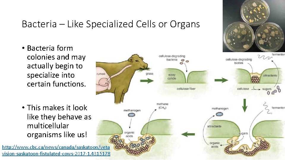 Bacteria – Like Specialized Cells or Organs • Bacteria form colonies and may actually