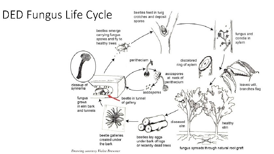 DED Fungus Life Cycle 