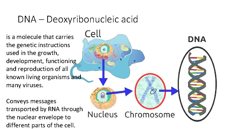 DNA – Deoxyribonucleic acid is a molecule that carries the genetic instructions used in