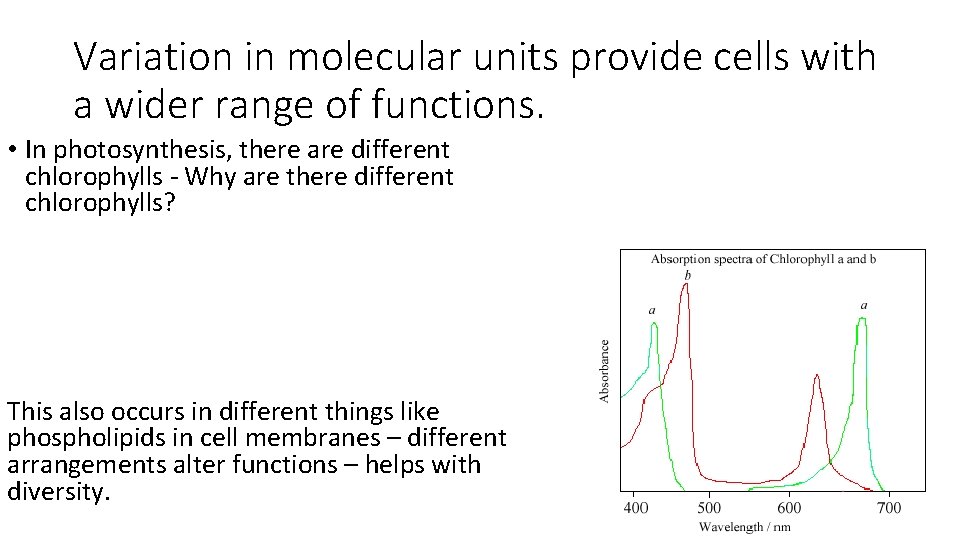 Variation in molecular units provide cells with a wider range of functions. • In