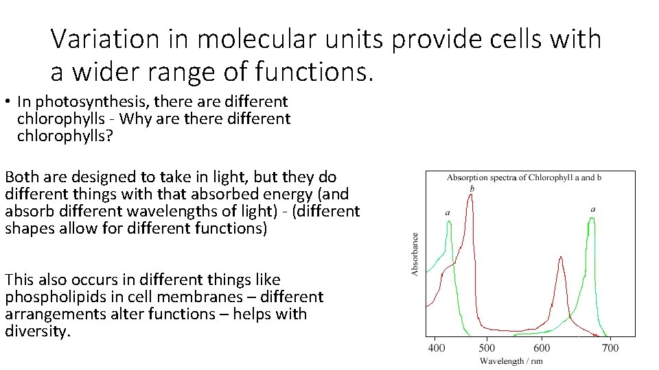 Variation in molecular units provide cells with a wider range of functions. • In