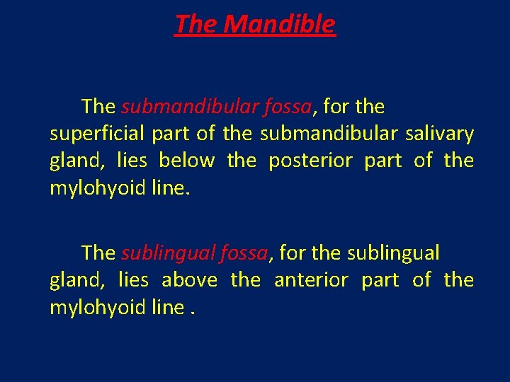 The Mandible The submandibular fossa, for the superficial part of the submandibular salivary gland,