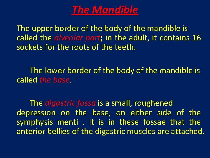 The Mandible The upper border of the body of the mandible is called the