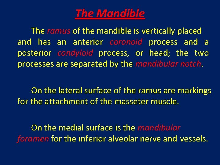 The Mandible The ramus of the mandible is vertically placed and has an anterior