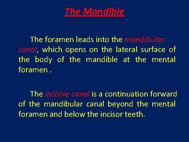 The Mandible The foramen leads into the mandibular canal, which opens on the lateral
