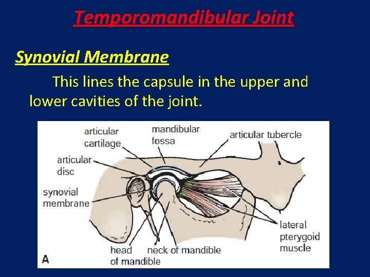 Temporomandibular Joint Synovial Membrane This lines the capsule in the upper and lower cavities