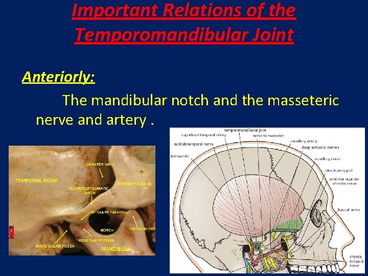 Important Relations of the Temporomandibular Joint Anteriorly: The mandibular notch and the masseteric nerve