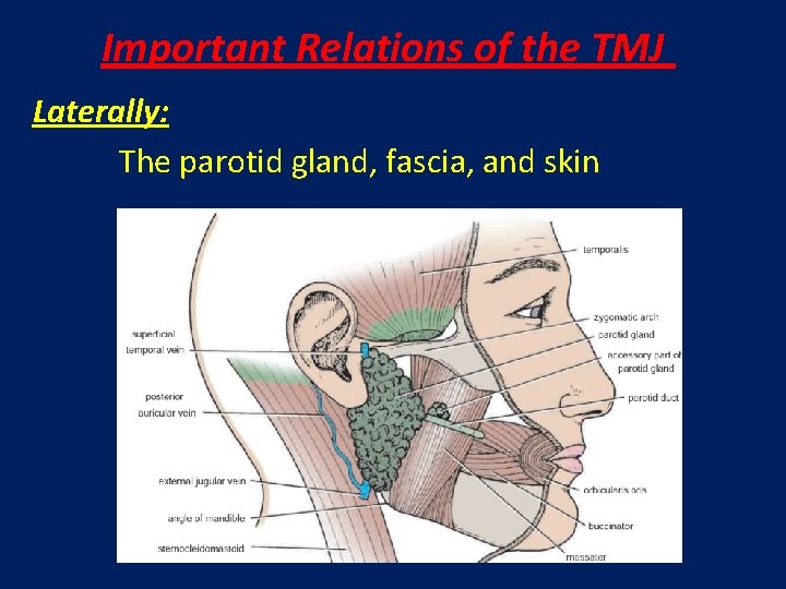 Important Relations of the TMJ Laterally: The parotid gland, fascia, and skin 
